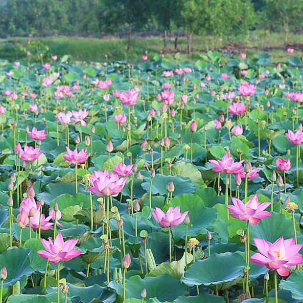 10 Seeds Lotus Flower Seeds Mixed Colors Water Plant O2223
