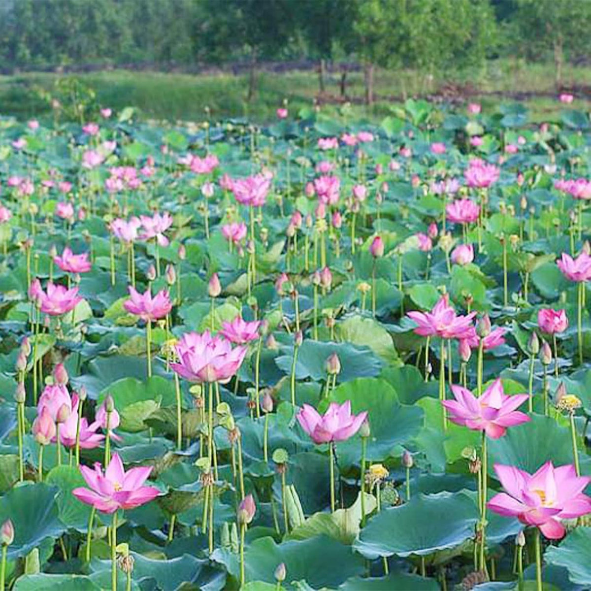 10 Seeds Lotus Flower Seeds Mixed Colors Water Plant O2223