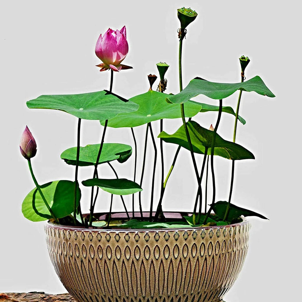 10 Seeds Lotus Flower Seeds Mixed Colors Water Plant O2223