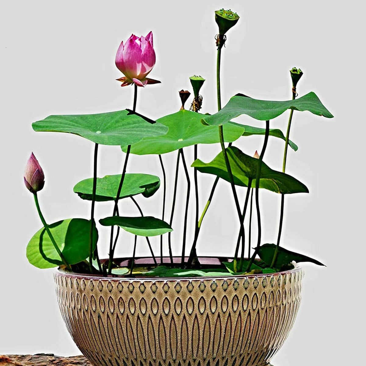 10 Seeds Lotus Flower Seeds Mixed Colors Water Plant O2223