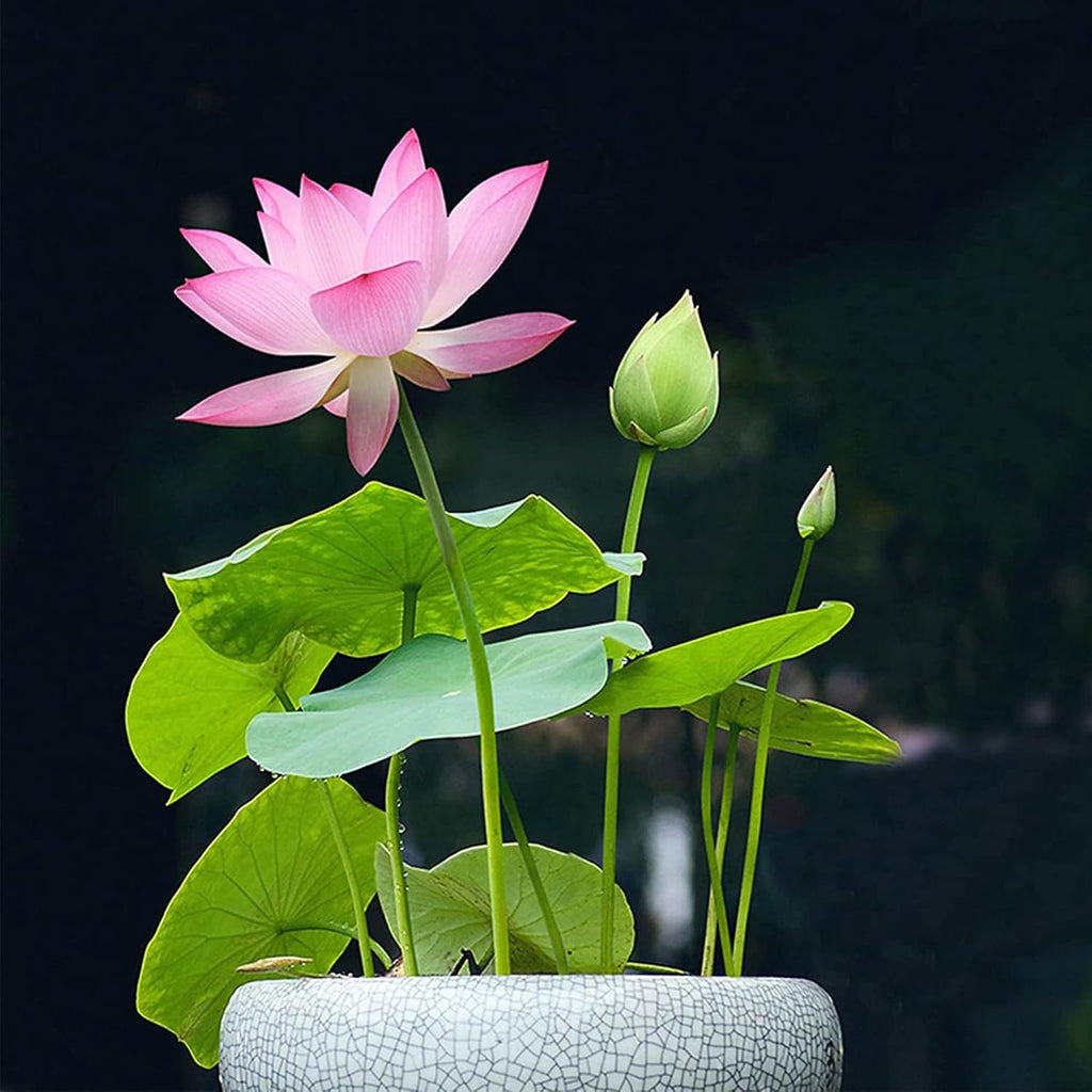 10 Seeds Lotus Flower Seeds Mixed Colors Water Plant O2223