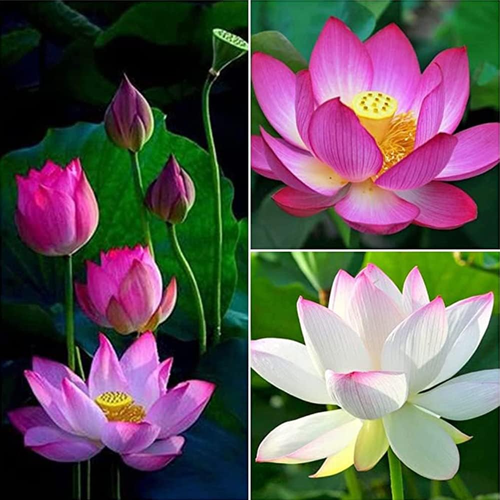 10 Seeds Lotus Flower Seeds Mixed Colors Water Plant O2223