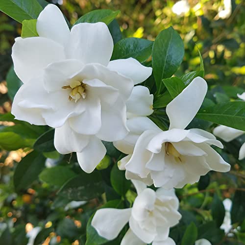 2.5 Quart White Gardenia S139