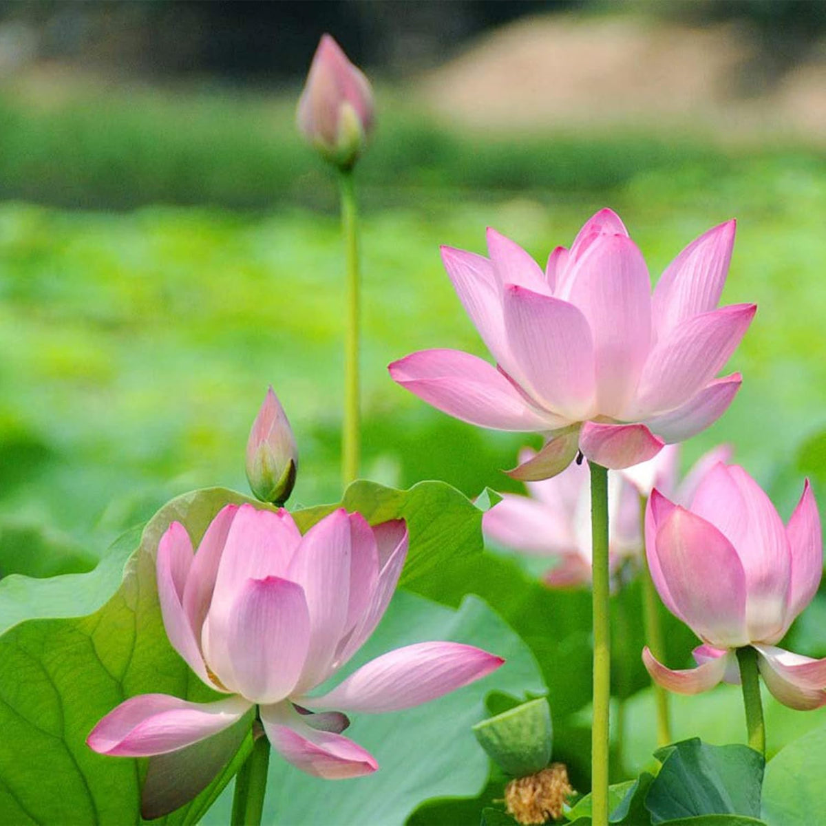 10 Seeds Lotus Flower Seeds Mixed Colors Water Plant O2223