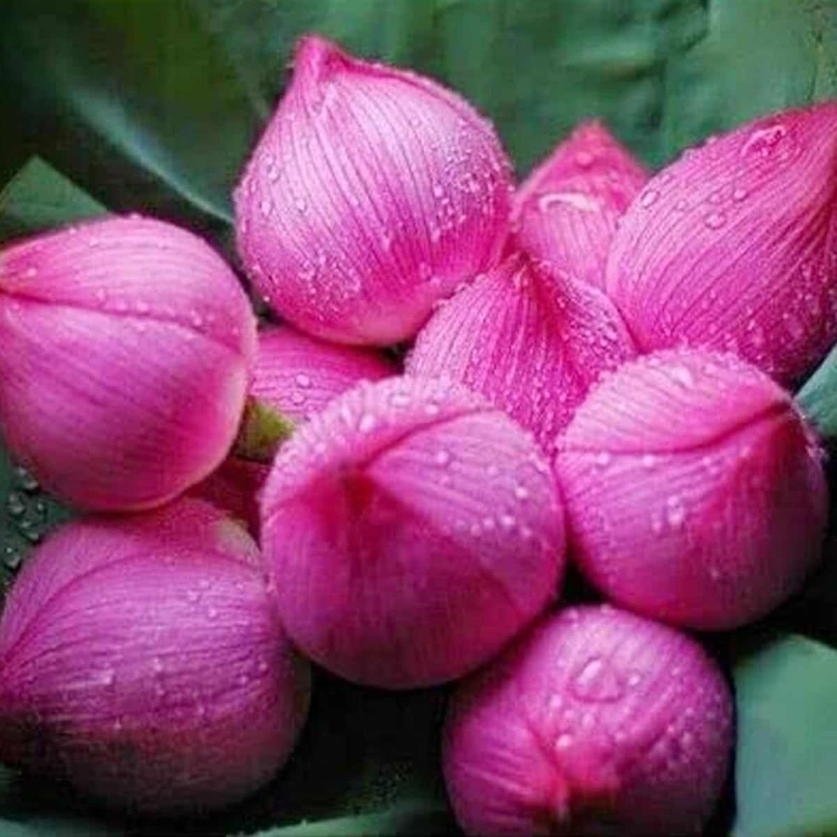 10 Seeds Lotus Flower Seeds Mixed Colors Water Plant O2223