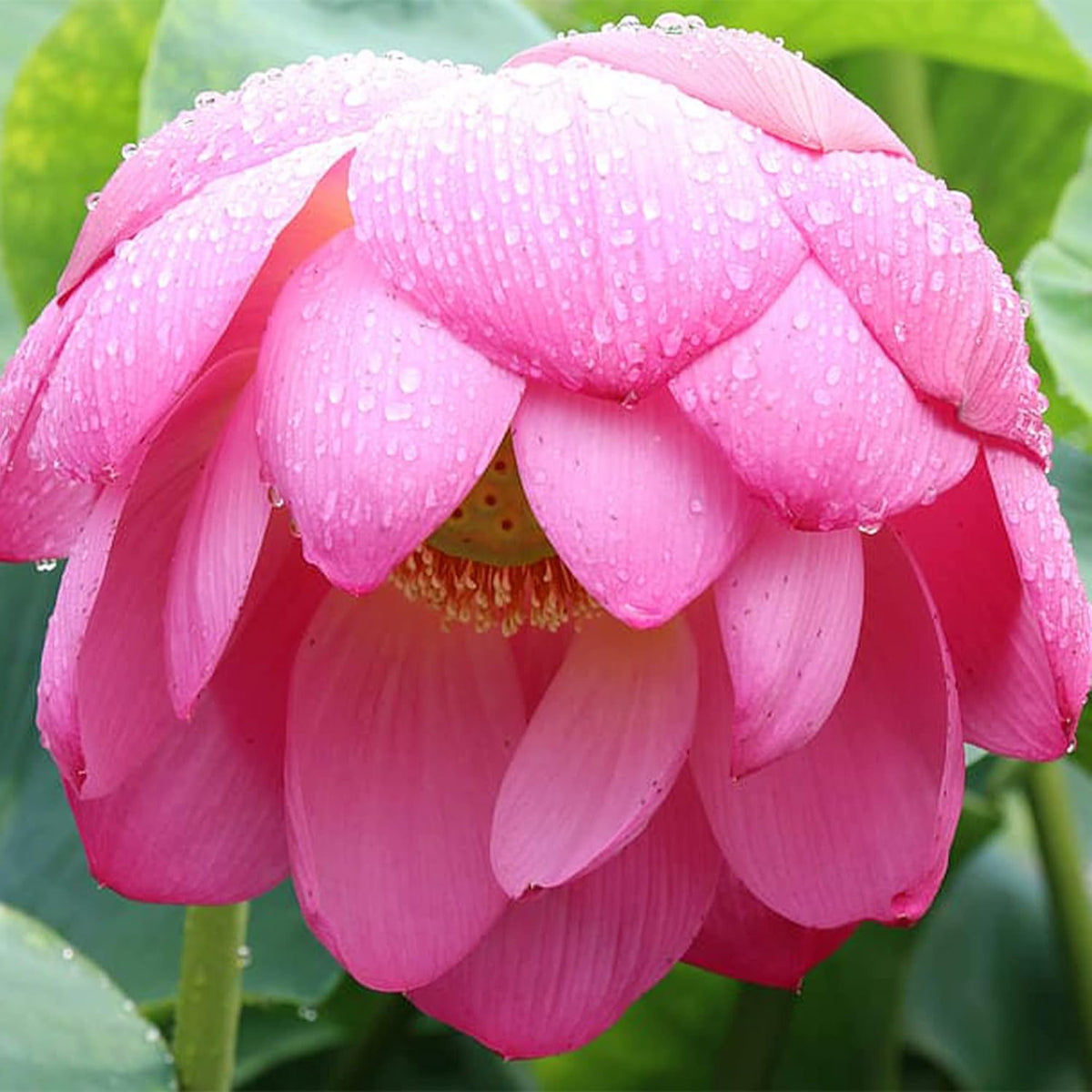 10 Seeds Lotus Flower Seeds Mixed Colors Water Plant O2223