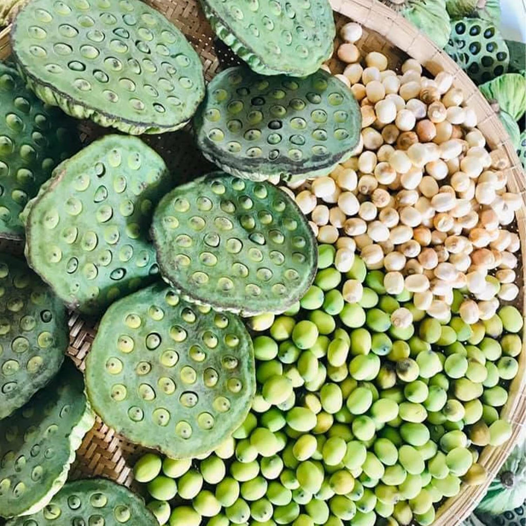 10 Seeds Lotus Flower Seeds Mixed Colors Water Plant O2223