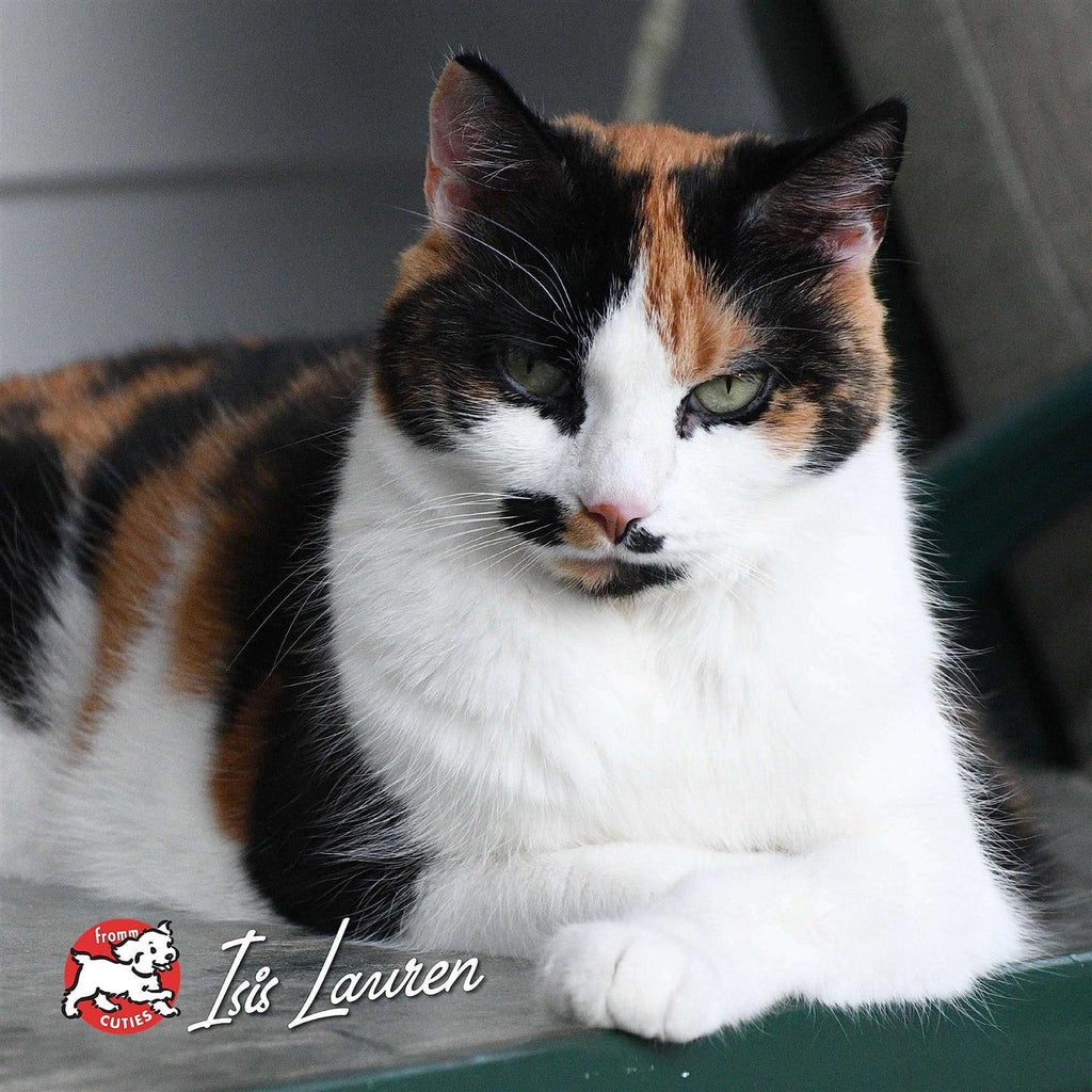 Chicken Dry Cat Food M113