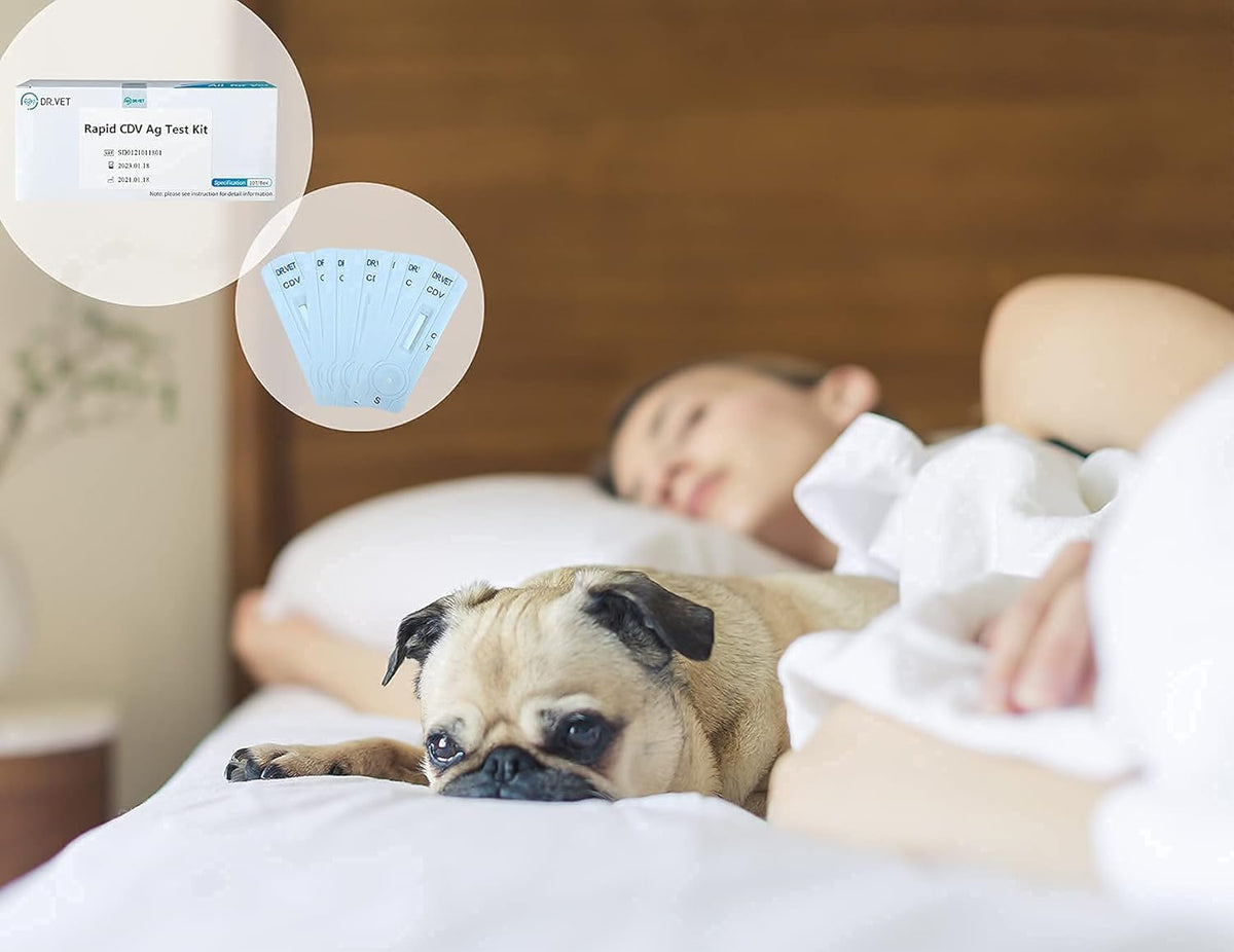 10-Packed Canine Distemper CDV Diagnostic Testing Kit Z209